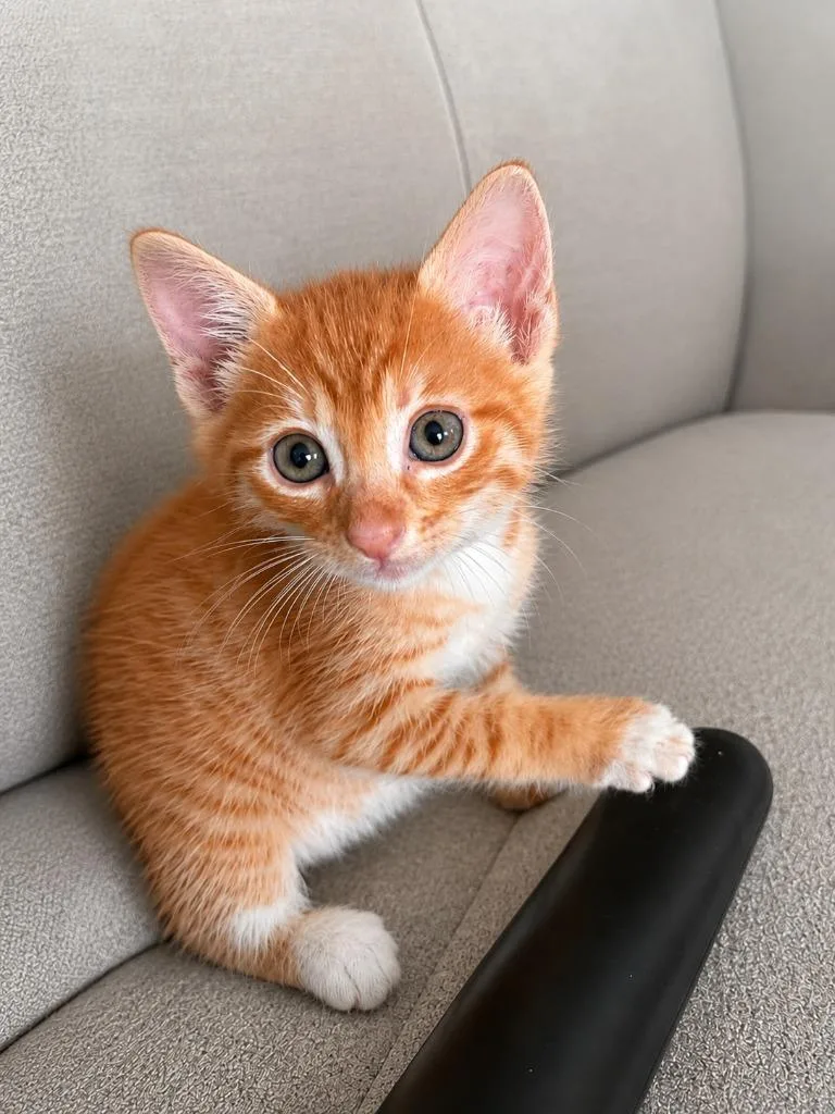 A baby small-sized female Domestic Short Hair cat named Cornflake for adoption in Sebastian, FL
