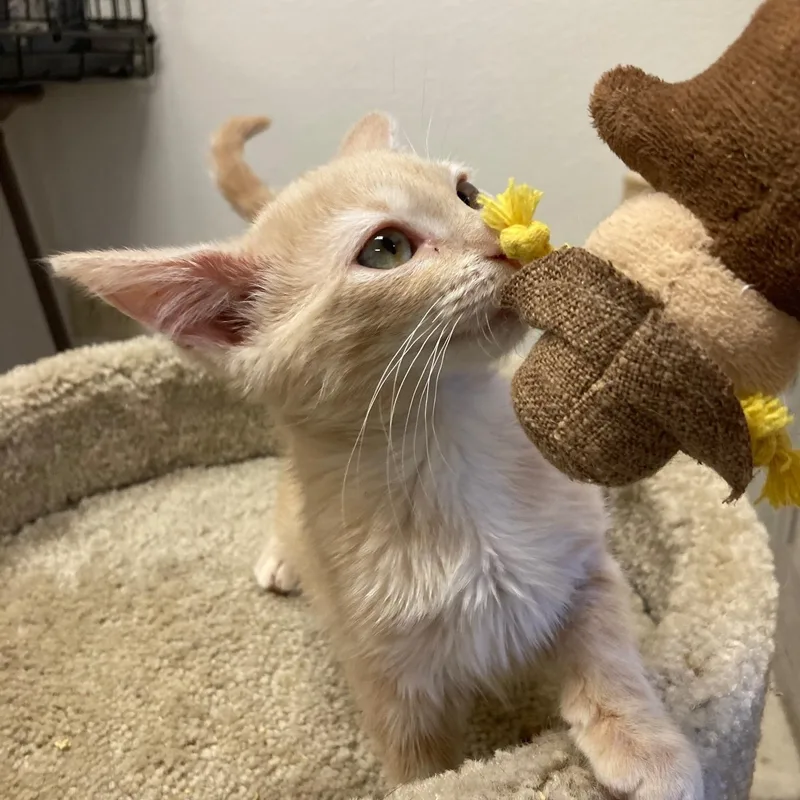 A baby medium-sized female Buff / Tan / Fawn Domestic Short Hair cat named Hamletta for adoption in Kankakee, IL