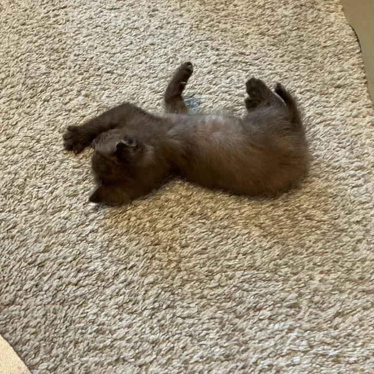 A young small-sized female Chocolate Point Siamese cat named Dusty for adoption in Tyler, TX