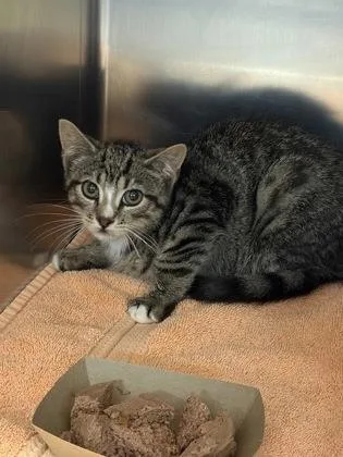 A baby small-sized male Domestic Short Hair cat named Lo for adoption in West Chester, PA