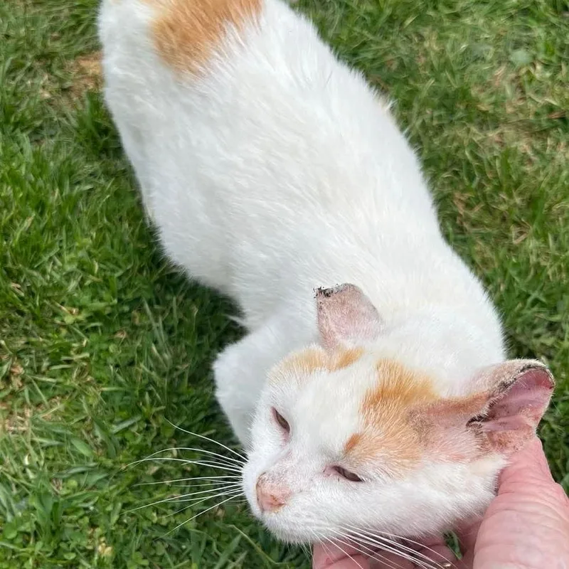 A young small-sized male White Domestic Short Hair cat named Oscar for adoption in Washington, DC