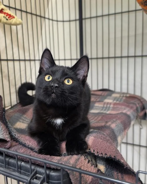 A baby small-sized male Domestic Short Hair cat named Malabar for adoption in Novato, CA