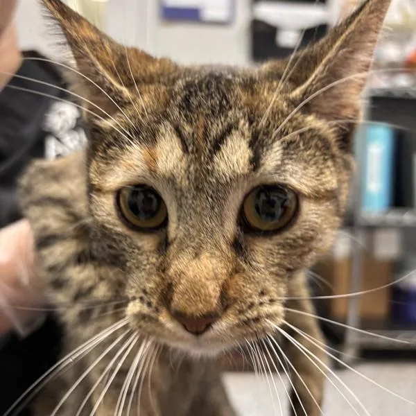 A young small-sized female Domestic Short Hair cat named Ambrosia for adoption in Des Moines, IA