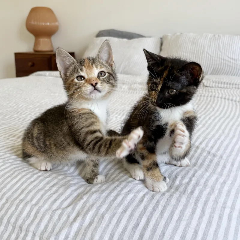A baby medium-sized female Torbie Extra-Toes Cat / Hemingway Polydactyl cat named Thumb War & Thumb for adoption in BROOKLYN, NY