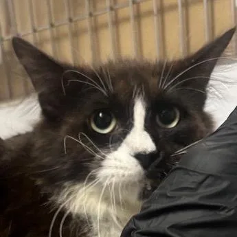 A young medium-sized female Black Domestic Long Hair cat named Terry for adoption in New York, NY