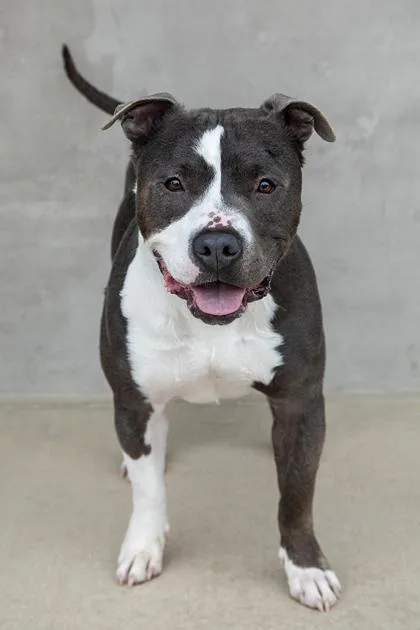 An adult large-sized male Mixed Breed dog named Mighty for adoption in Longmont, CO
