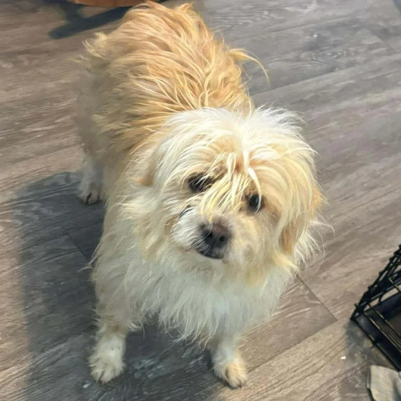 An adult small-sized male White / Cream Lhasa Apso dog named Ralphie for adoption in Cleveland, TN