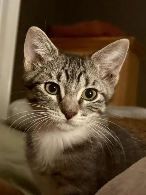 A baby small-sized female Domestic Short Hair cat named Babs for adoption in West Valley City, UT