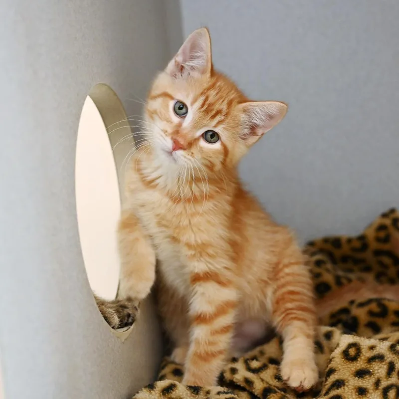 A baby medium-sized male Domestic Short Hair cat named Noa for adoption in Shoreline, WA