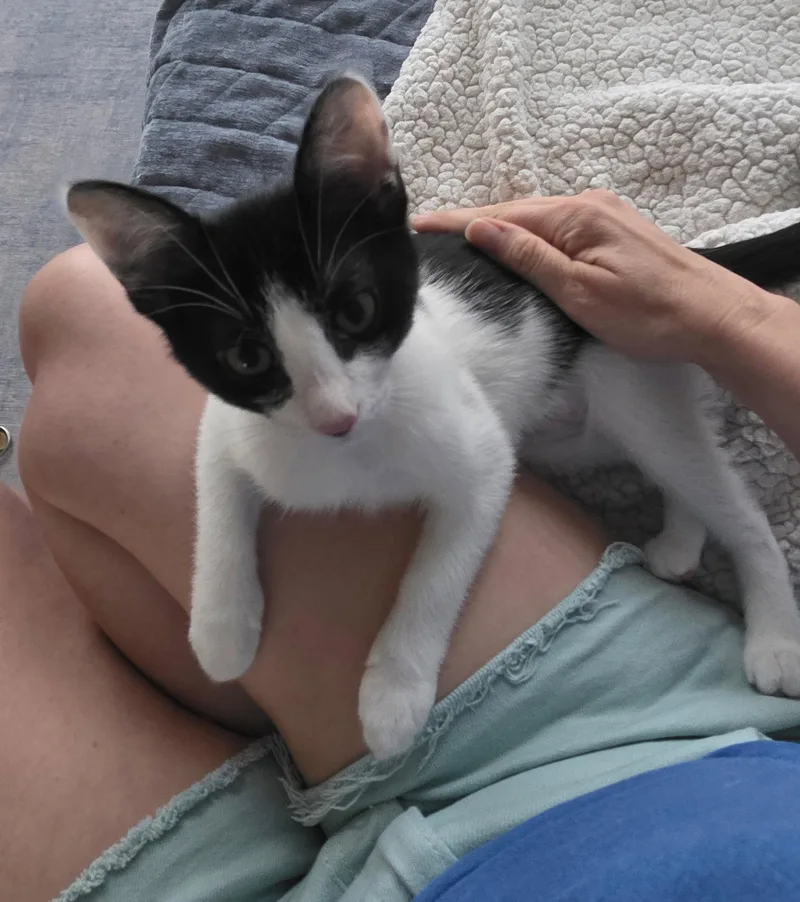 A baby medium-sized female Domestic Short Hair cat named Dazzle for adoption in Frisco, TX