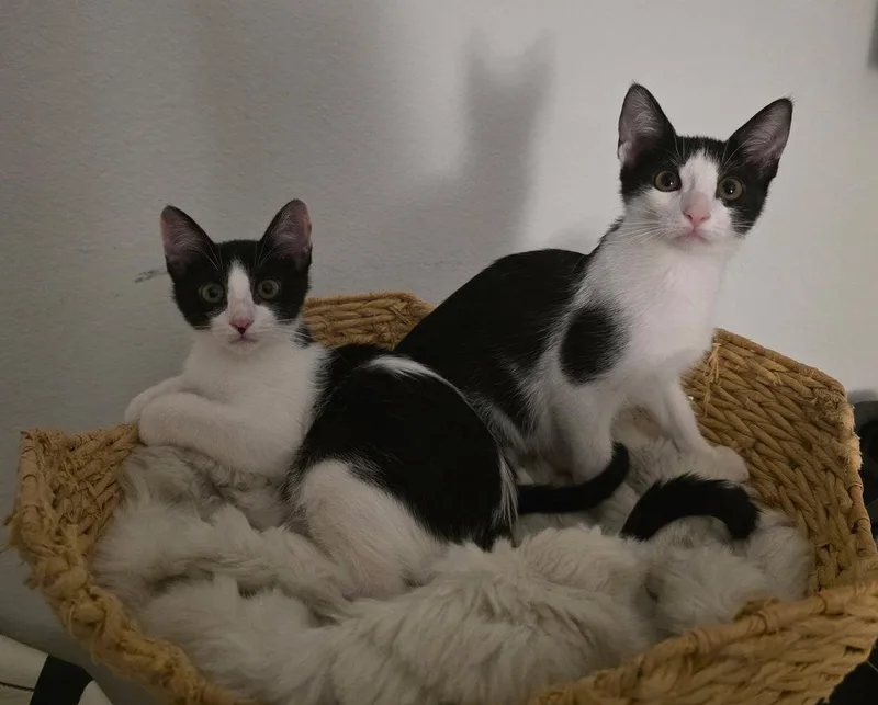 Dazzle thumbnail 3