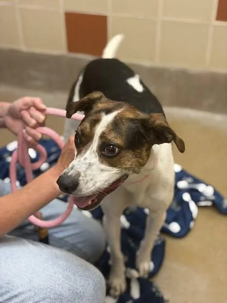 An adult medium-sized female Bicolor Hound dog named Tula for adoption in Winchester, VA