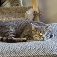 Ireland Angel  Needs thumbnail 3