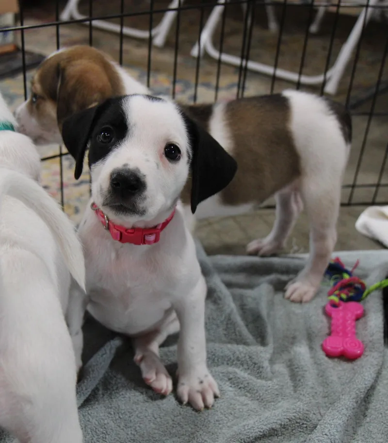 A baby medium-sized female Mixed Breed dog named Cloud for adoption in Plain City, OH