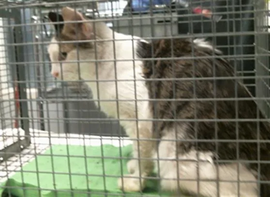 An adult medium-sized female Domestic Short Hair cat named Jessica for adoption in Houston, TX