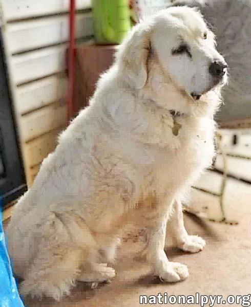 An adult large-sized male White / Cream Great Pyrenees dog named James in AL for adoption in Beacon, NY