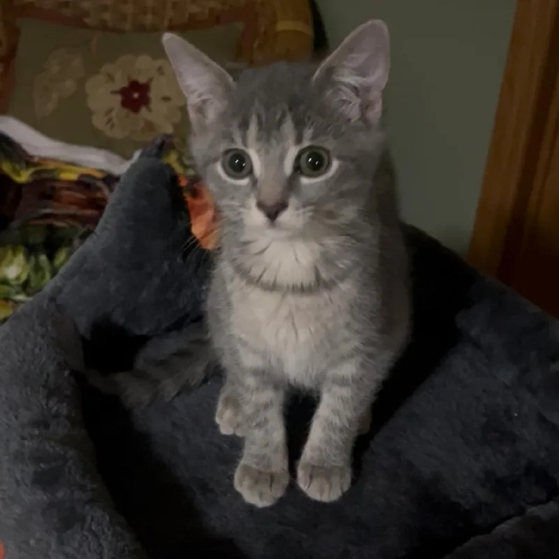 A baby medium-sized female Tabby (Gray / Blue / Silver) Domestic Short Hair cat named Stormie for adoption in Mokena, IL