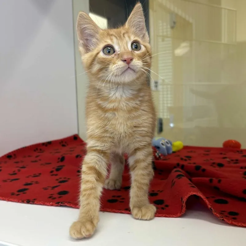 A baby small-sized male Orange / Red Domestic Short Hair cat named Rick for adoption in Beaumont, TX