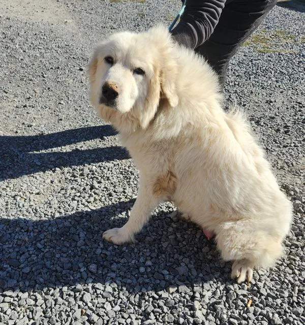 An adult extra large-sized female Great Pyrenees dog named Daisy for adoption in Cleveland, TN