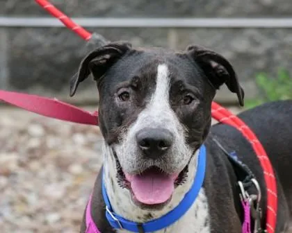 Scarlett thumbnail 2