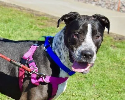 Scarlett thumbnail 3