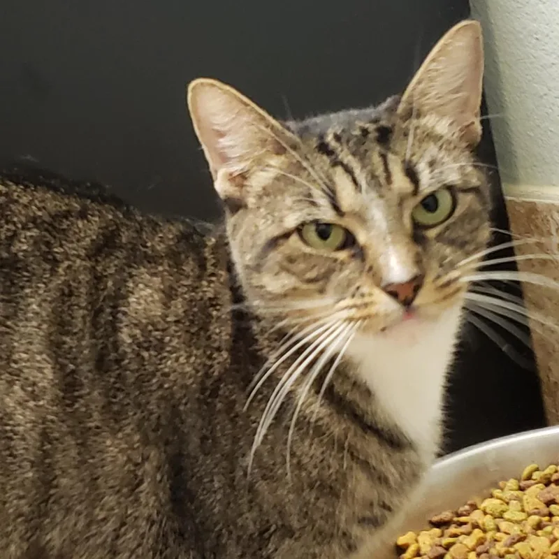 A senior medium-sized female Brown / Chocolate Domestic Short Hair cat named Demi for adoption in Titusville, FL