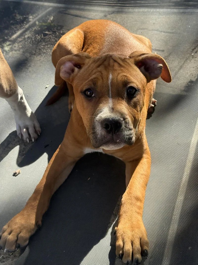 A baby large-sized female Pit Bull Terrier dog named Savi for adoption in Fenton, MO