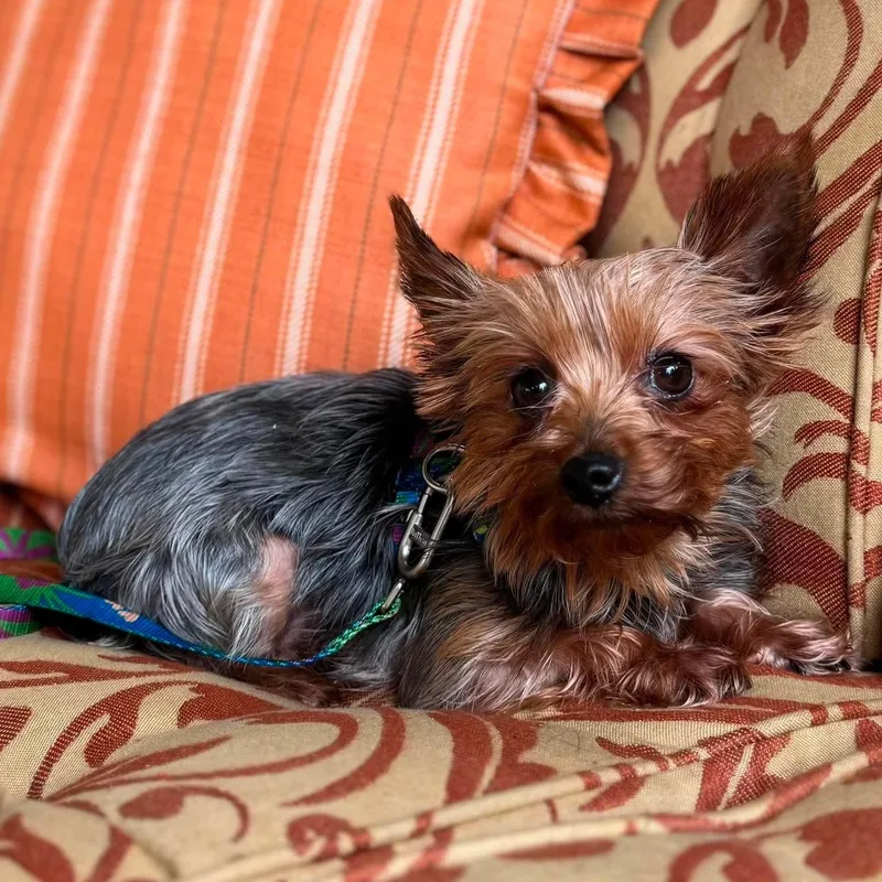 A young small-sized female Yorkshire Terrier dog named Fizz for adoption in Brockport, NY