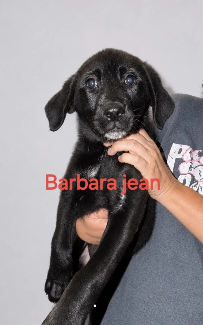 A baby large-sized female Labrador Retriever dog named Barbara Jean for adoption in Manchester, CT