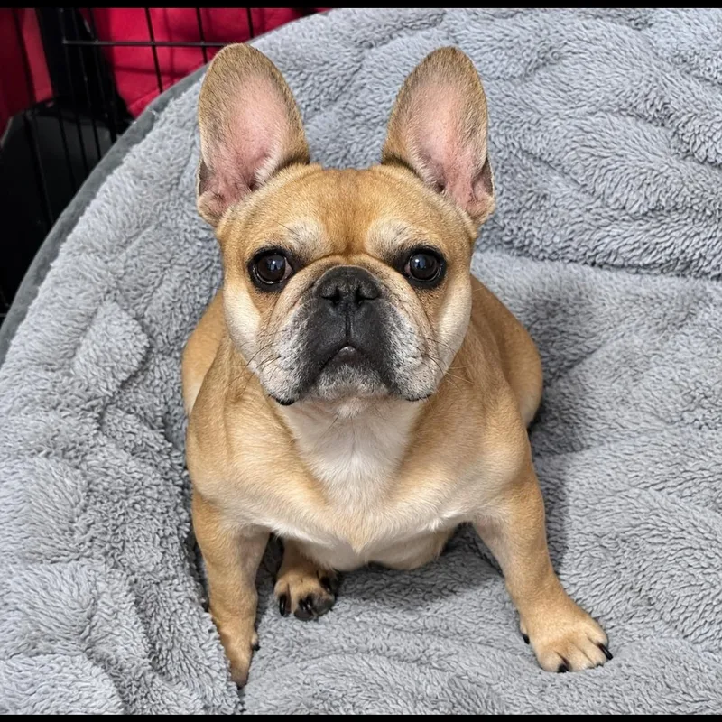 An adult small-sized female French Bulldog dog named Rosie for adoption in Oviedo, FL