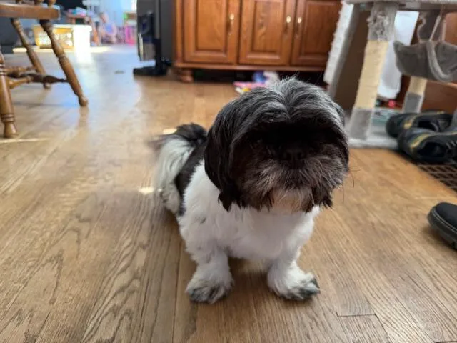 An adult small-sized female Black Shih Tzu dog named Mishel for adoption in Union Grove, WI