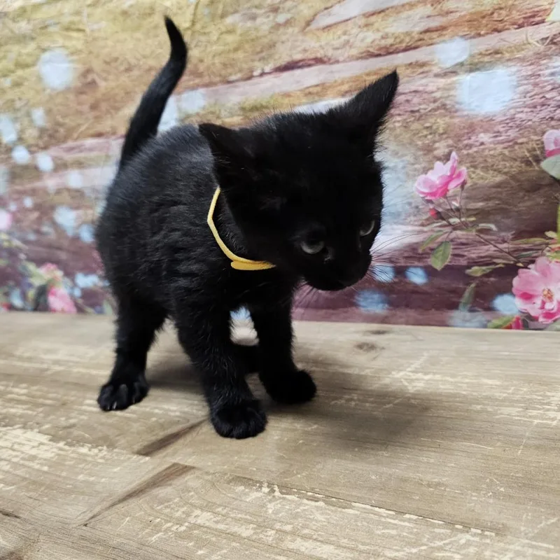 A baby small-sized female Black Domestic Medium Hair cat named Gale for adoption in Normal, IL