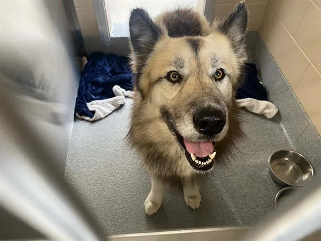 An adult medium-sized male German Shepherd Dog dog named Artorias for adoption in Tustin, CA
