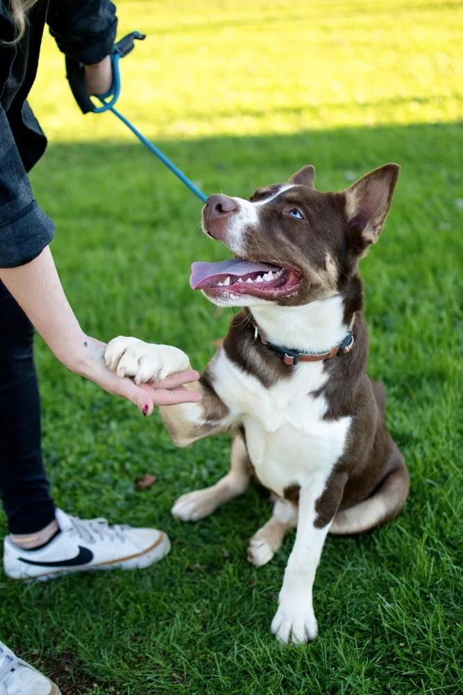 A young medium-sized male Husky dog named Monte for adoption in Frankfort, NY