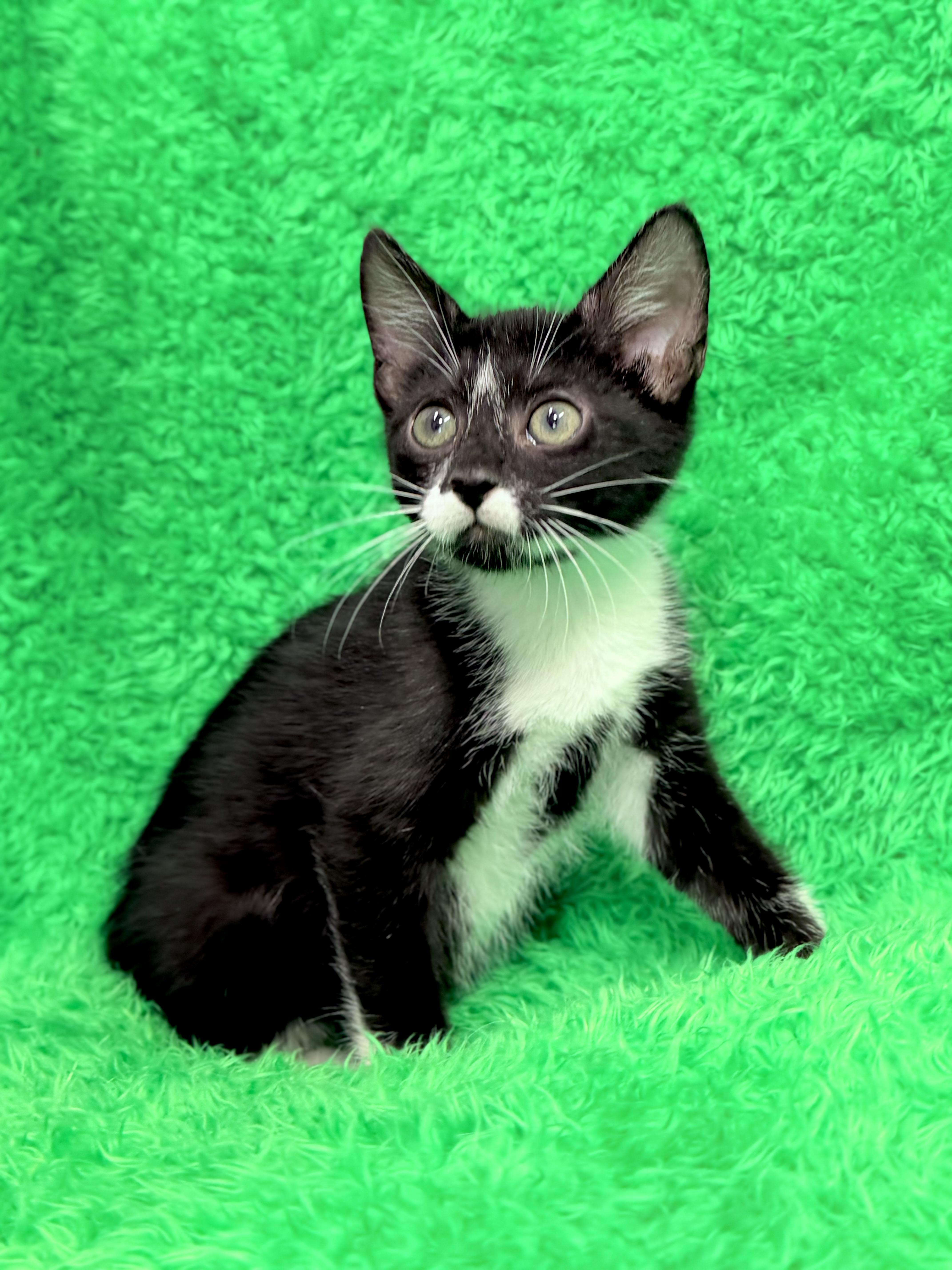 A baby large-sized male Tuxedo cat named Arrow for adoption in Horseshoe Bend, AR