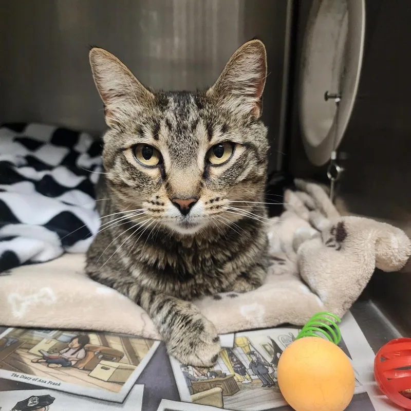 An adult medium-sized female Brown / Chocolate Domestic Short Hair cat named Nena for adoption in Evensville, TN