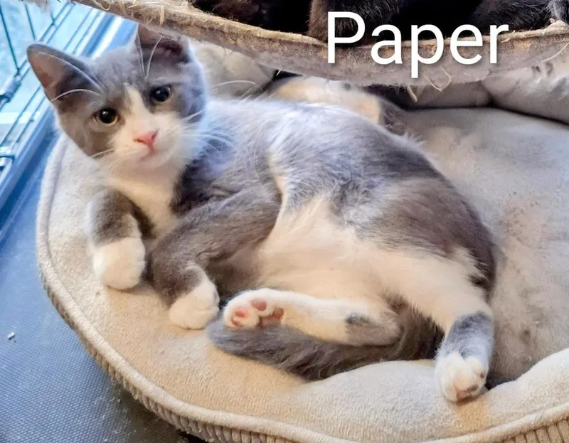 A young medium-sized male Domestic Short Hair cat named Paper for adoption in Binghamton, NY