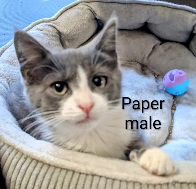 Paper thumbnail 2