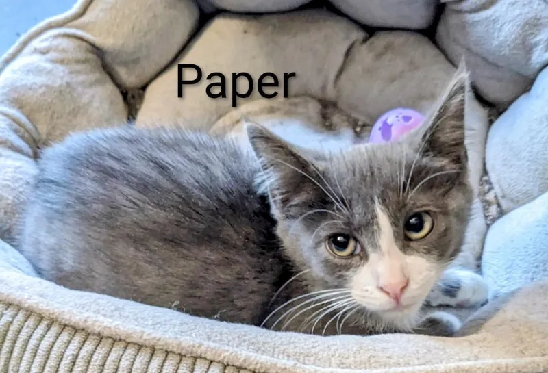 Paper thumbnail 3