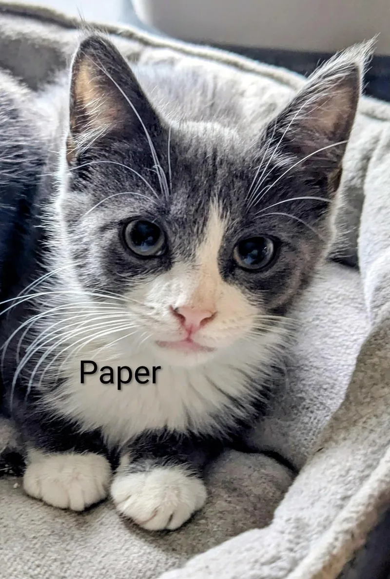 Paper thumbnail 4