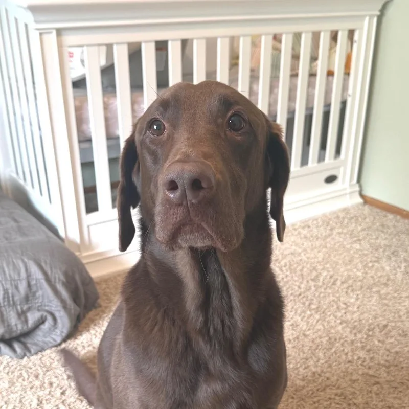 A senior large-sized male Chocolate Labrador Retriever dog named Lincoln for adoption in Rochester, MN