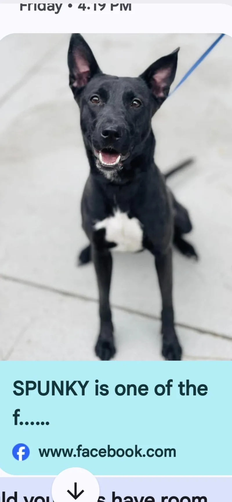 A young medium-sized female Black Belgian Shepherd / Malinois dog named Spunky for adoption in Nyack, NY