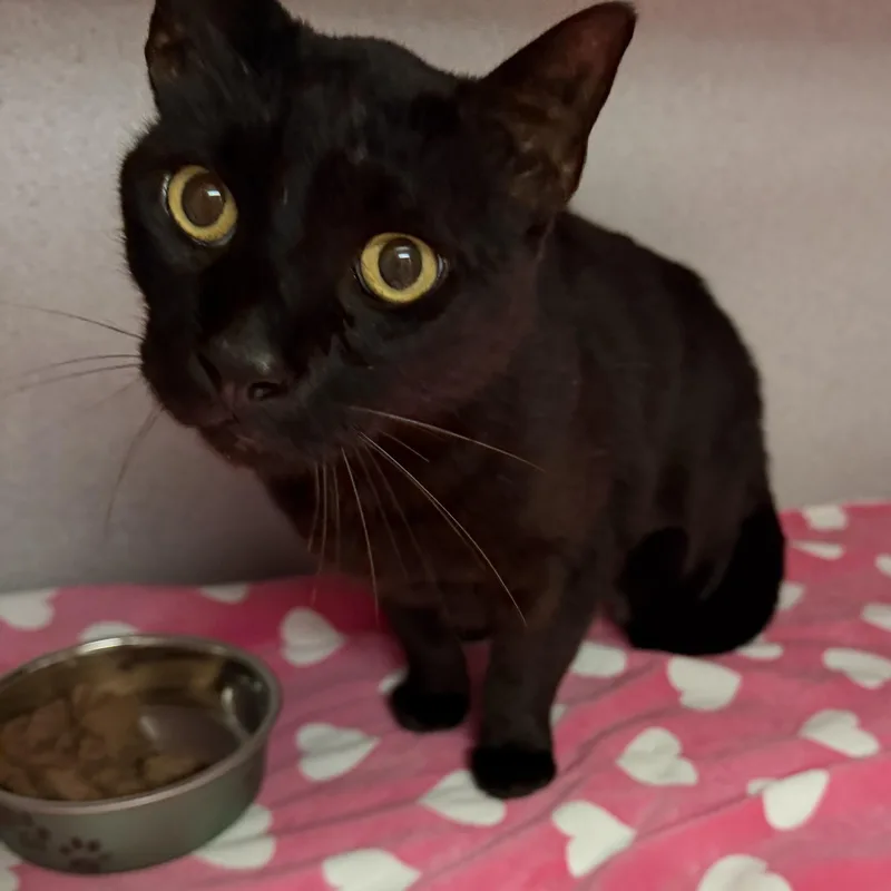 An adult medium-sized male Black Domestic Short Hair cat named Smoke for adoption in Canon City, CO