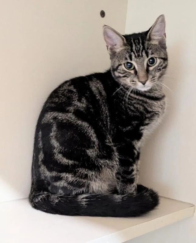 A young medium-sized male Tabby cat named Pablo for adoption in Ocala, FL