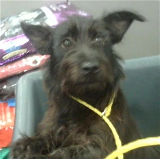 A young medium-sized male Mixed Breed dog named Scottie for adoption in Dallas, TX