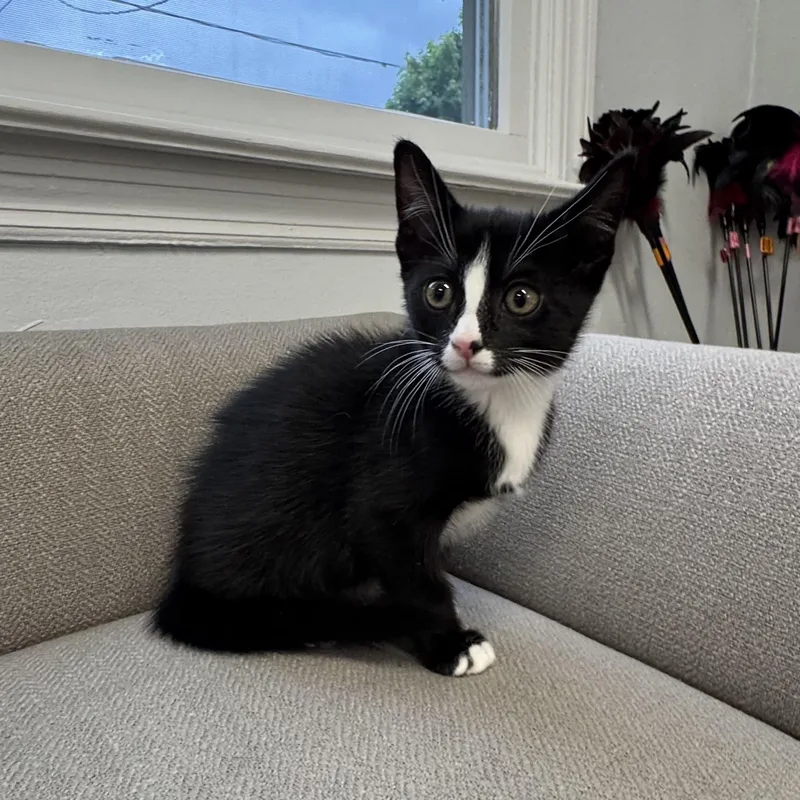 A baby small-sized male Black & White / Tuxedo Tuxedo cat named Cupcake for adoption in East Northport, NY