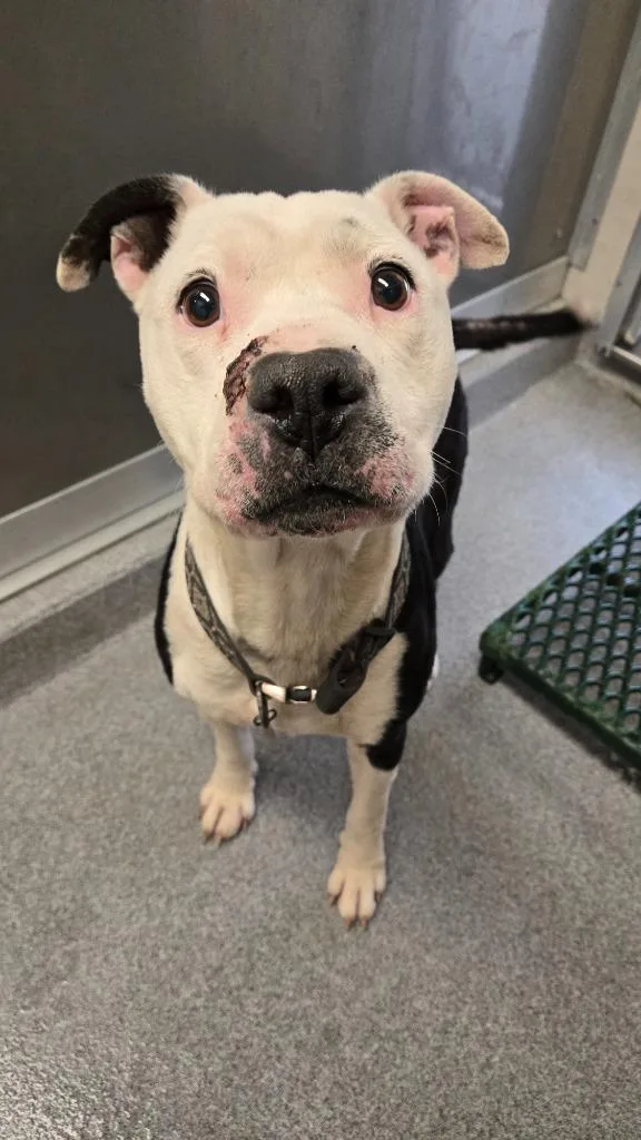 An adult large-sized male Pit Bull Terrier dog named Hale Yrly for adoption in Sidney, OH