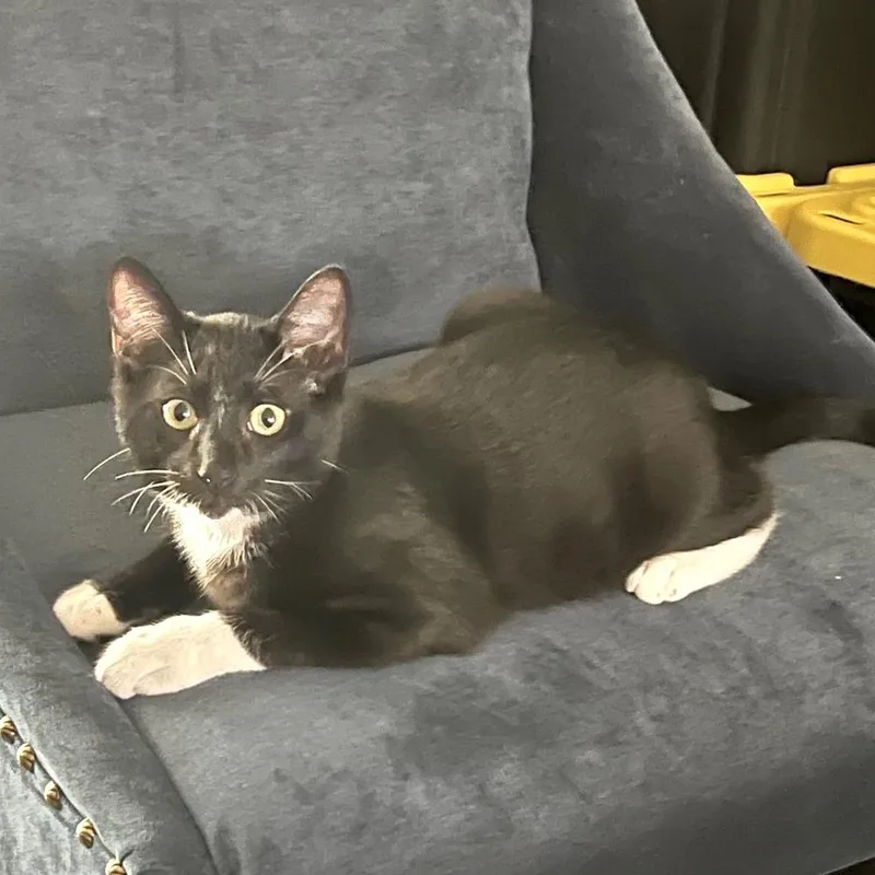 A young small-sized male Domestic Short Hair cat named Mj for adoption in Panama City Beach, FL