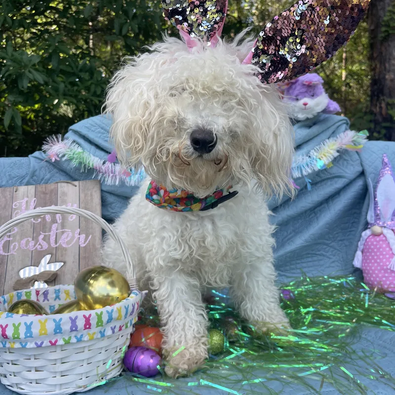 Corleone thumbnail 2