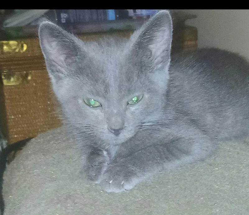 A baby small-sized male Domestic Short Hair cat named Lester for adoption in Chicago, IL
